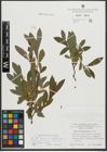 Foto von Salix purpurea L. x Salix waldsteiniana Willd.